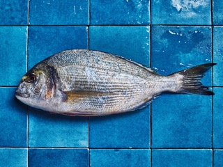 Tout savoir sur la daurade royale, poisson emblématique Tout savoir sur la daurade royale, poisson emblématique